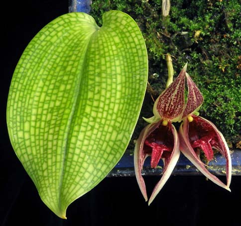 Bulbophyllum reticulatum