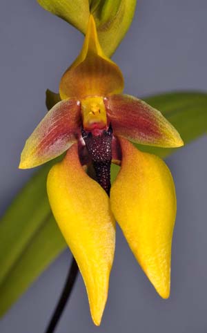 Bulbophyllum amplebracteatum