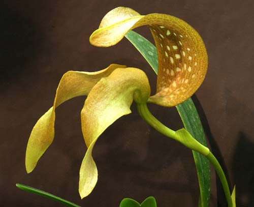 Bulbophyllum burfordense