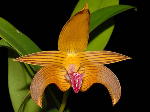 Bulbophyllum claptonense