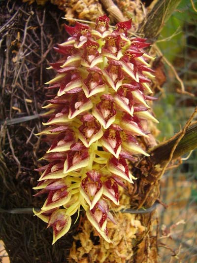 Bulbophyllum singaporeanum
