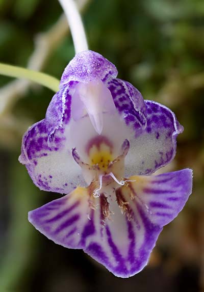 Phalaenopsis appendiculata