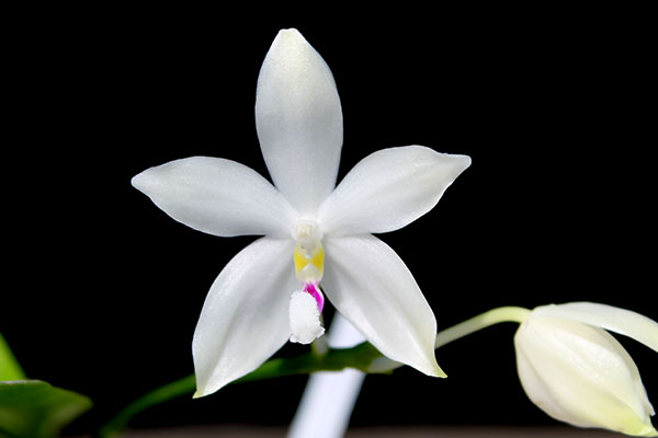 Phalaenopsis speciosa