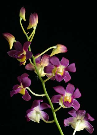 Dendrobium Betty