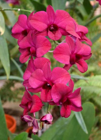 Dendrobium Christmas Red