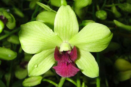 Dendrobium Burana Green Star