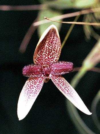 Bulbophyllum elassoglossum