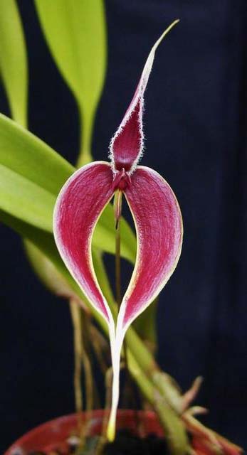 Bulbophyllum maxillare