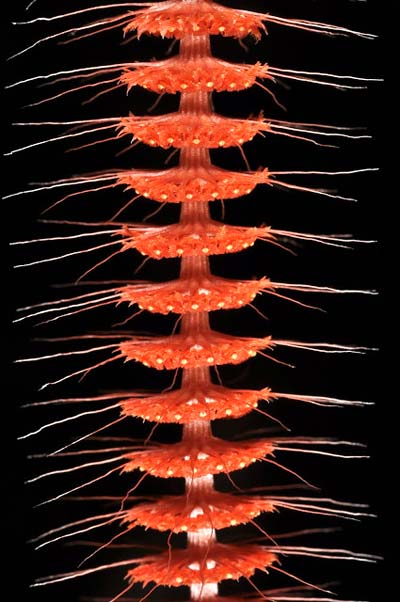 Oberonia setigera