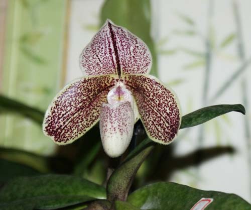 Paphiopedilum bellatulum x spicerianum
