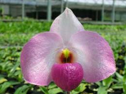 Paphiopedilum Ho Chi Minh (delenatii x vietnamense)