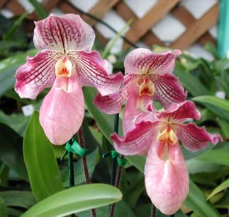 Paphiopedilum micranthum x fairieanum