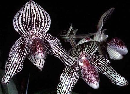 Paphiopedilum rothschildianum x bellatulum