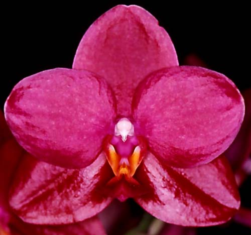 Phalaenopsis Sogo Cock 'ORCHIS'
