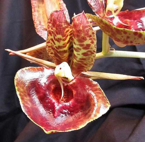 Catasetum (pileatum x expansum Dark)