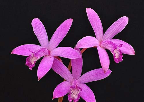 Laelia caulescens tipo