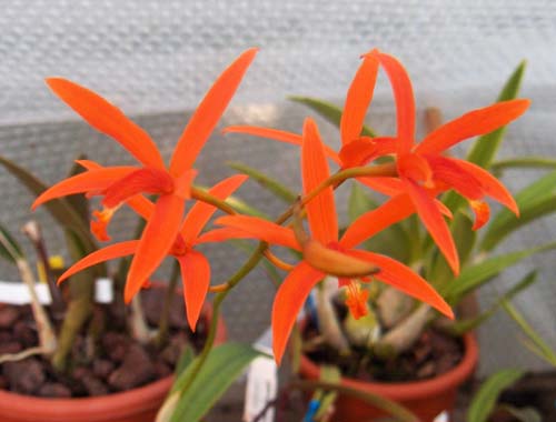 Laelia mirandae