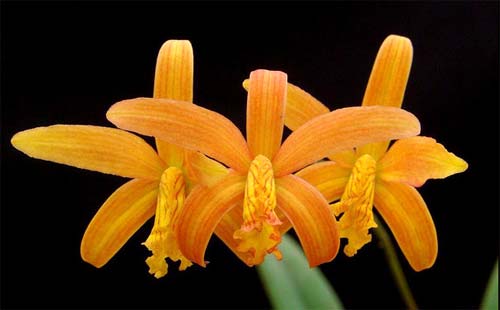 Laelia mixta