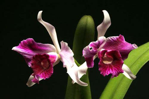 Laelia purpurata 'Three Lip'