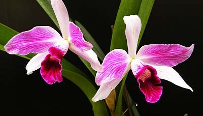 Laelia purpurata (flamea marginata x flamea marginata)
