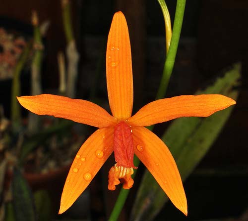 Laelia sanguiloba
