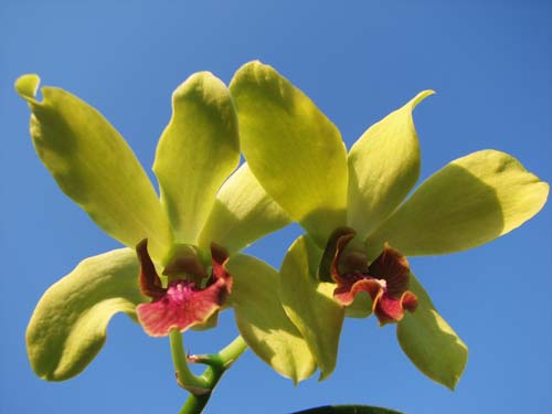 Dendrobium Airy Gold Spread