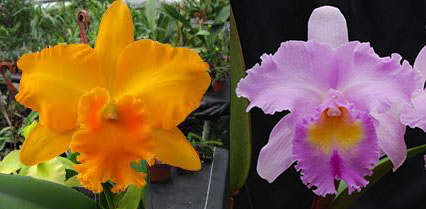 Potinara Haw Yuan Gold x Brassolaeliocattleya Pamela Hetherington 'Coronation'