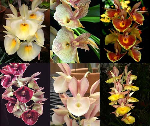 Catasetum pileatum hybrid