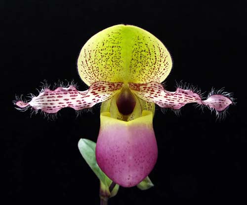 Paphiopedilum moquetteanum