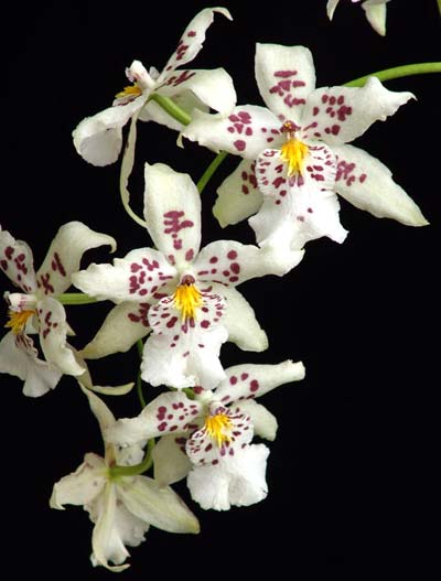 Beallara Pacific Pastel 'Mauna Loa'