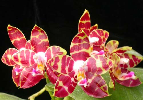 Phalaenopsis Hannover Passion