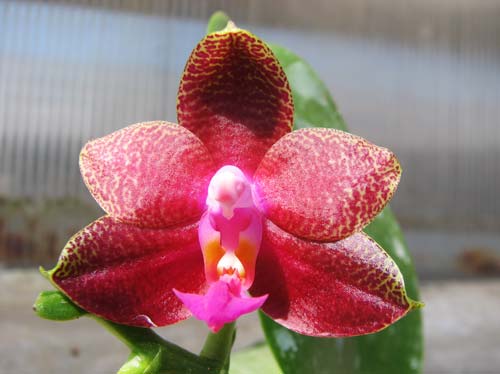 Phalaenopsis Fusheng's World 'FS'