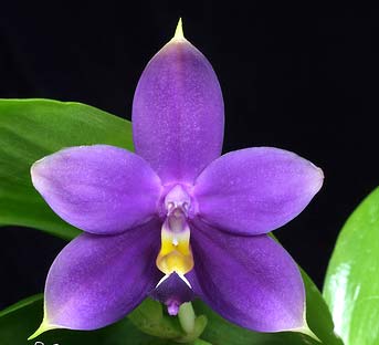 Phalaenopsis violacea 'Blue Indigo'