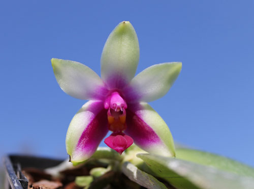 Phalaenopsis bellina 'Mountain type'