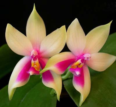 Phalaenopsis Samera 'Red'