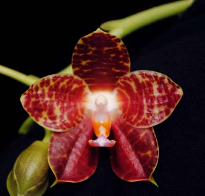 Phalaenopsis gigantea x Brother Ambo Passion