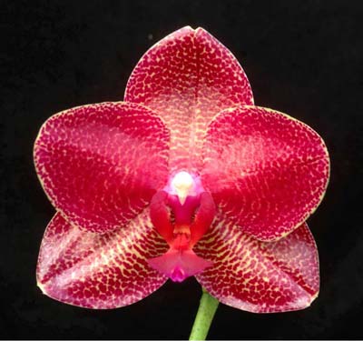 Phalaenopsis Mituo Sun x Phalaenopsis Prima B.B.
