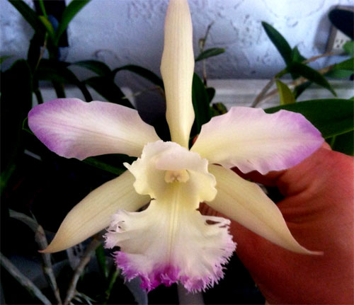 Brassocattleya Cordelia 'Cordelita' (Cattleya intermedia x Brassavola digbyana 'Mr. Pig')