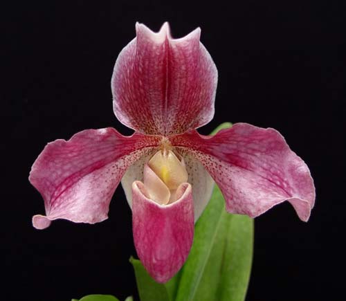 Paphiopedilum Aladin