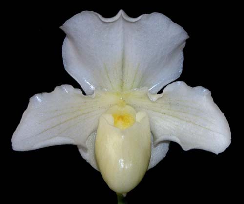 Paphiopedilum Whitemoore 'Norriton'