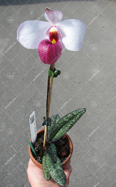 Paphiopedilum delenatii vinicolor