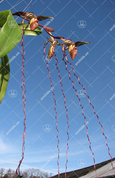 Paphiopedilum sanderianum