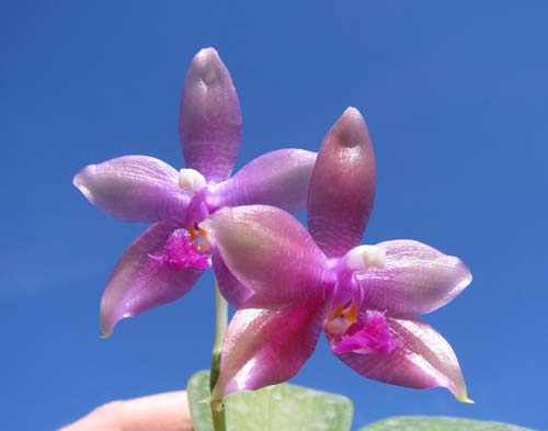 Phalaenopsis tetraspis 'C1' x Phalaenopsis KS Happy Eagle
