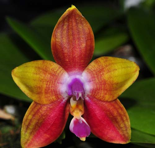 Phalaenopsis LD's Bear King x Phalaenopsis KS Happy Eagle