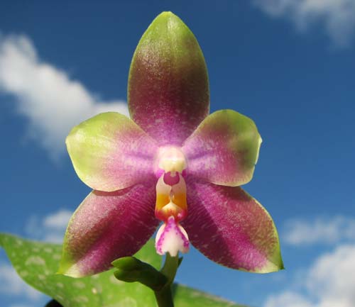 Phalaenopsis Jennifer Palermo x Phalaenopsis LD's Bear Queen