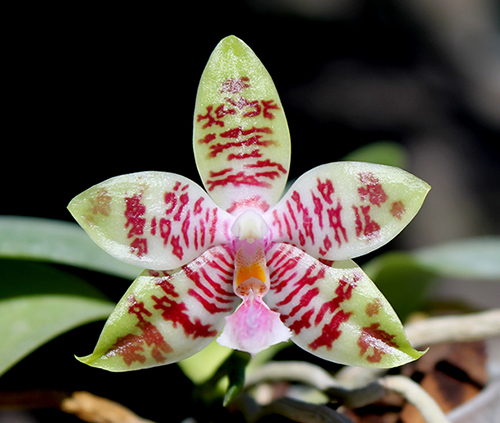 Phalaenopsis Chienlung Mosaics (Yaphon Sir x hieroglyphica)