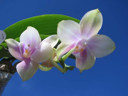 Phalaenopsis Tzu Chiang Chrisna x Phalaenopsis LD's Bear Queen