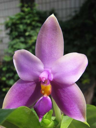 Phalaenopsis Samera 'Blue' (Phal. bellina coerulea 'Orchidview' AM/AOS x Phal. violacea 'Indigo blue')