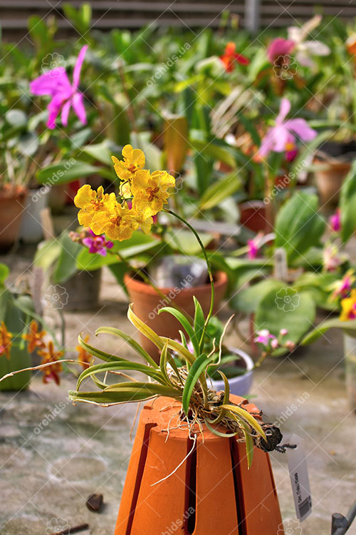 Oncidium (Tolumnia) Midas