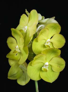 Ascocenda Jakkrit Gold